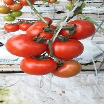 Neden Topraksız Tarım?