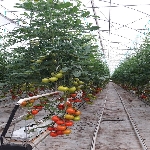 Neden Topraksız Tarım?