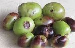 Zeytin Antraknozu (Gloeosporium Olivarum Alm.)