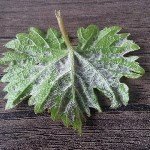 Bağ Yaprak Uyuzu Nedir? Zararları Ve Mücadele Yöntemleri