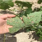 Bağ Yaprak Uyuzu Nedir? Zararları Ve Mücadele Yöntemleri