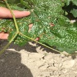 Bağ Yaprak Uyuzu Nedir? Zararları Ve Mücadele Yöntemleri