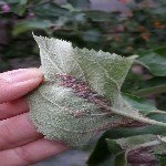 Yaprak Biti İle Arap Sabunu İle Başa Çıkın