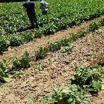 Çökerten Hastalığı Belirtileri, Nedenleri Ve Mücadele Yöntemleri