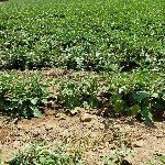 Çökerten Hastalığı Belirtileri, Nedenleri Ve Mücadele Yöntemleri