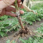 Çökerten Hastalığı Belirtileri, Nedenleri Ve Mücadele Yöntemleri