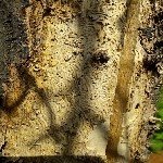 Meyve Yazıcı Böceği Nedir? Zararları Ve Mücadele Yöntemleri