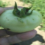 Sebzelerde Yeşilkurt Nedir? Zararları Ve Mücadele Yöntemleri