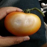 Domates Mildiyösü Hastalığı Belirtileri, Nedenleri Ve Mücadelesi