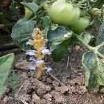 Canavar Otu Ve Mücadelesi Nasıl Yapılır?