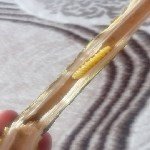 Ağaç Sarıkurdu Nedir? Zararları Ve Mücadele Yöntemleri