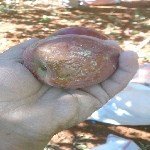 Elma Karaleke Hastalığı Belirtileri, Nedenleri Ve Mücadele Yöntemleri