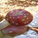 Elma Karaleke Hastalığı Belirtileri, Nedenleri Ve Mücadele Yöntemleri