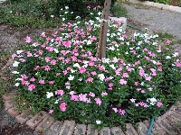 Vinca (Rozet - Pervane Çiçeği)
