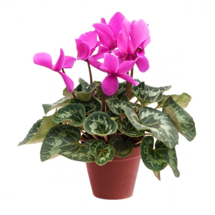 Sıklamen Çiçeği Sıklamen Çiçeği