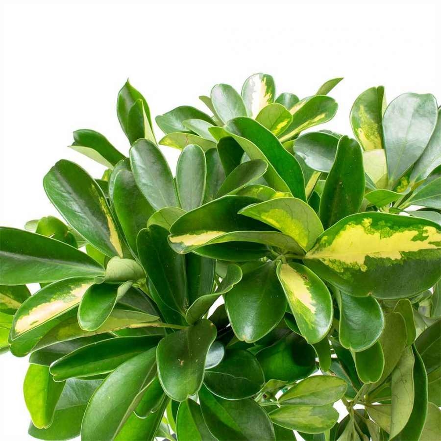 Şeflera (Parlak Aralya, Şemsiye Ağacı) Şeflera (Parlak Aralya, Şemsiye Ağacı)