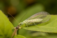 Böcek Morfolojisi: Baş, Göğüs Ve Karın Bölümlerinin İncelenmesi
