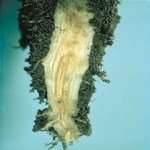 Pancar Rhizomania Virüsü Belirtileri, Nedenleri Ve Mücadele Yöntemleri