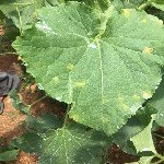 Kabakgillerde Mildiyö Hastalığı Belirtileri, Nedenleri Ve Mücadelesi