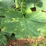 Kabakgillerde Mildiyö Hastalığı Belirtileri, Nedenleri Ve Mücadelesi