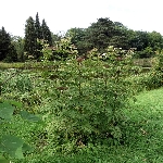 Mürver Otu Nedir? Mürver Otu Nedir?