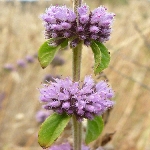 Su Nanesi Nedir? Su Nanesi Nedir?