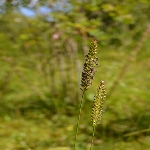 Taçlı Köpek Kuyruğu Nedir?