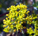 Tarhana Otu Nedir? Tarhana Otu Nedir?