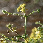 Tarhana Otu Nedir? Tarhana Otu Nedir?
