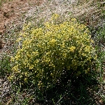 Tarhana Otu Nedir? Tarhana Otu Nedir?