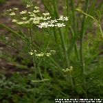 Yabani Kimyon Nedir?