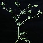 Yabani Kimyon Nedir?