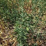 Chenopodium Album L. (Ak Kaz Ayağı, Ak Pazı, Sirken) Otu