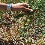 Chenopodium Album L. (Ak Kaz Ayağı, Ak Pazı, Sirken) Otu