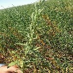 Chenopodium Album L. (Ak Kaz Ayağı, Ak Pazı, Sirken) Otu