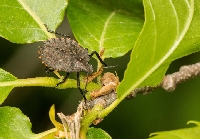 Entemoloji Hemiptera - Heteroptera - Yarım Kanatlılar