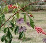 Acıağaç Faydaları Ve Zararları Nelerdir?