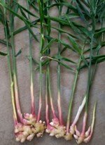 Zencefilin Faydaları Ve Zararları Nelerdir?