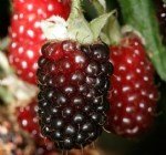 Ahududu Faydaları Ve Zararları Nelerdir? Ahududu Faydaları Ve Zararları Nelerdir?