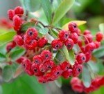 Akdiken Faydaları Ve Zararları Nelerdir?