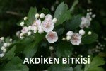 Akdiken Faydaları Ve Zararları Nelerdir?
