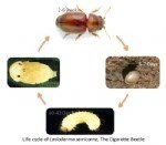 Tatlıkurt Zararlısı