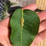 Yaprak Biti Nedir? Zararları Ve Mücadele Yöntemleri