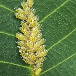 Yaprak Biti Nedir? Zararları Ve Mücadele Yöntemleri