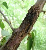 Badem Dal Kanseri Belirtileri, Nedenleri Ve Mücadele Yöntemleri