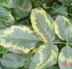 Elma Mozaik Virüsü Belirtileri, Nedenleri Ve Mücadele Yöntemleri