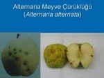Elmada Alternarya Meyve Çürüklüğü Belirtileri, Nedenleri Ve Mücadelesi