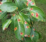 Elmalarda Memeli Pas Hastalığı Belirtileri, Nedenleri Ve Mücadelesi