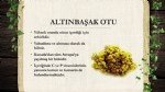 Altınbaşakotu Faydası Ve Zararı Nelerdir?