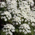 Anason Güvesi Nedir? Zararları Ve Mücadele Yöntemleri